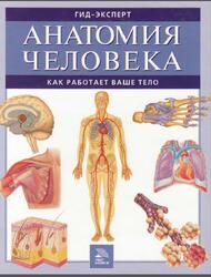 Анатомия человека, Как работает ваше тело, Иванова О.В., 2007