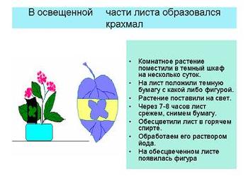 Презентация - Фотосинтез
