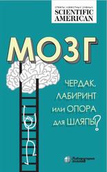 Мозг, Чердак, лабиринт или опора для шляпы, Таккер К., 2020 Мозг, Чердак, лабиринт или опора для шляпы, Таккер К., 2020